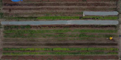 Ariel shot of a farm. Rows and rows of crops.