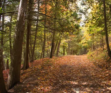 A walking trail in the woods