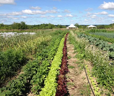 Crops ready for harvest