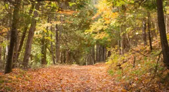 Cedar Glen hiking trail in the fall